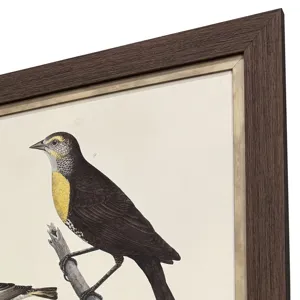 Ornithology I S/2 Framed Art