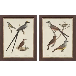 Ornithology II S/2 Framed Art