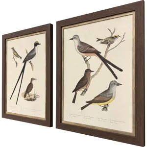 Ornithology II S/2 Framed Art