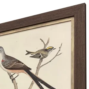 Ornithology II S/2 Framed Art