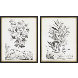 Botanicals III S/2 Framed Art