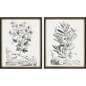 Botanicals III S/2 Framed Art