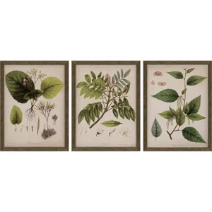 Plants I S/3 Framed Art