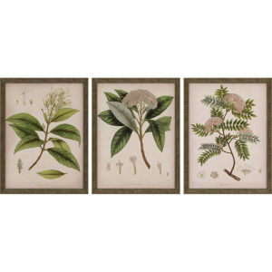 Plants II S/3 Framed Art