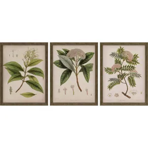 Plants II S/3 Framed Art