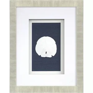 Sand Dollars S/4