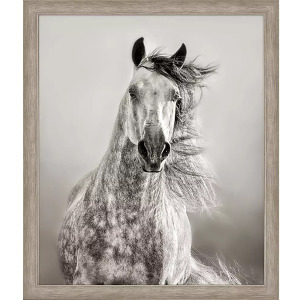 Caballo De Andaluz