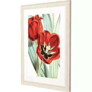 Tulipa Undulatifolia Framed Art