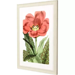Tulipa Greigii Framed Art