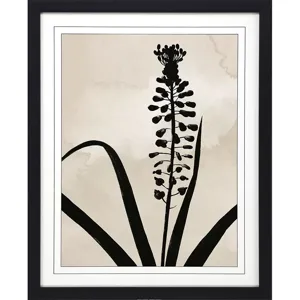 Muscari