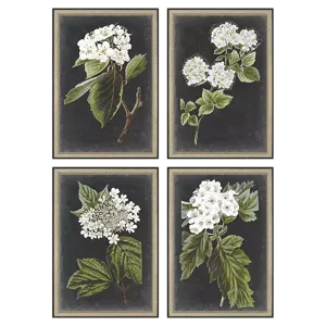 Dramatic White Flower S/4 Framed Art