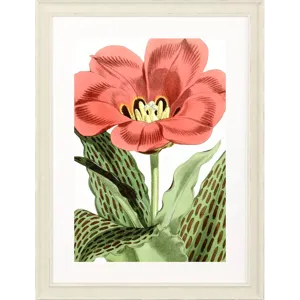 Tulipa Greigii Framed Art