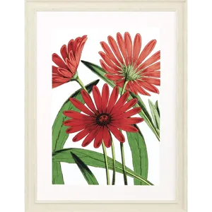 Osteospermum Framed Art