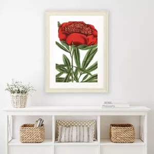 Paeonia Officinalis Framed Art