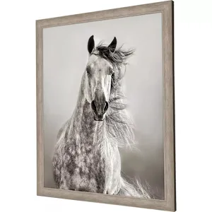 Caballo De Andaluz