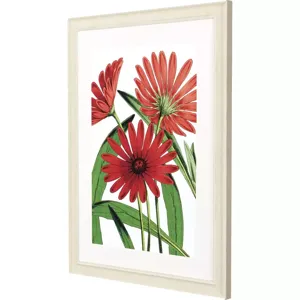 Osteospermum Framed Art