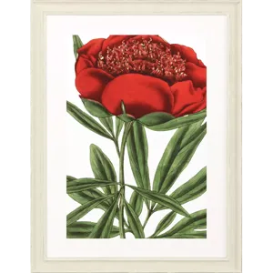 Paeonia Officinalis Framed Art