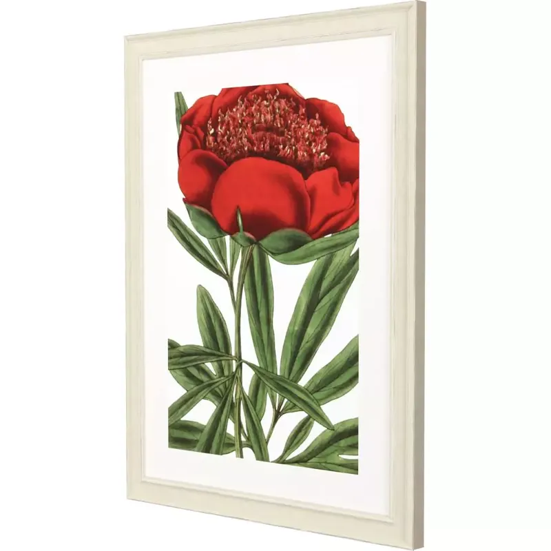 Paeonia Officinalis Framed Art