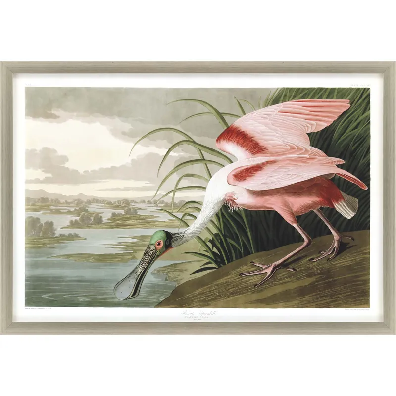 Roseate Spoonbill Framed Art