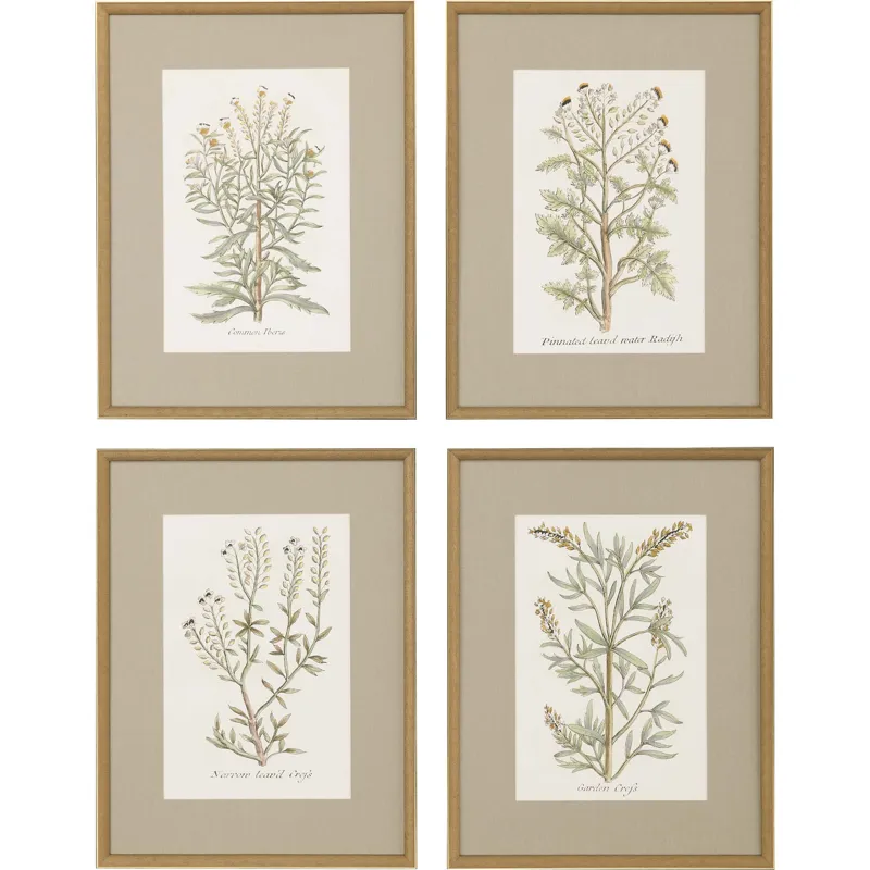 Botanical Plants S/4 Framed Art