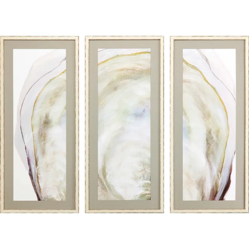 Oyster Shell S/3 Framed Art
