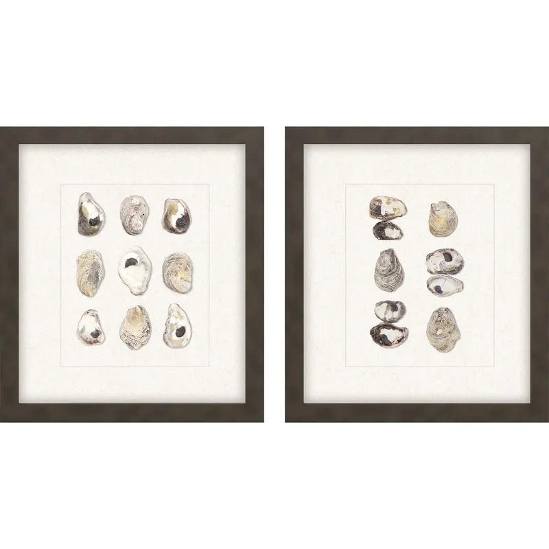 Shell Series S/2 Framed Art