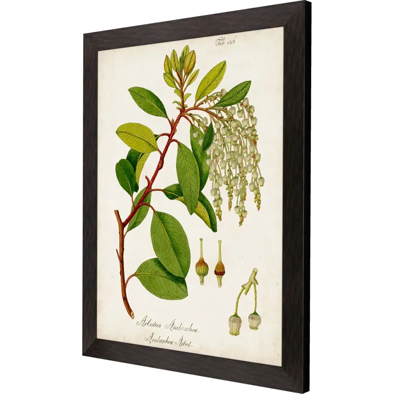 Antique Greenery IV Framed Art