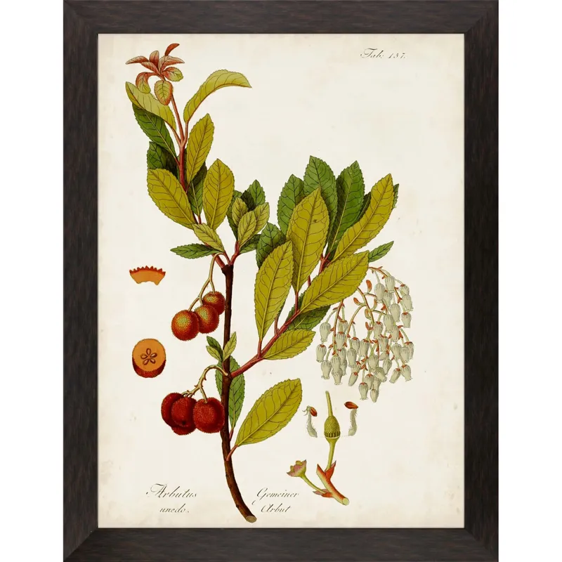 Antique Greenery III Framed Art