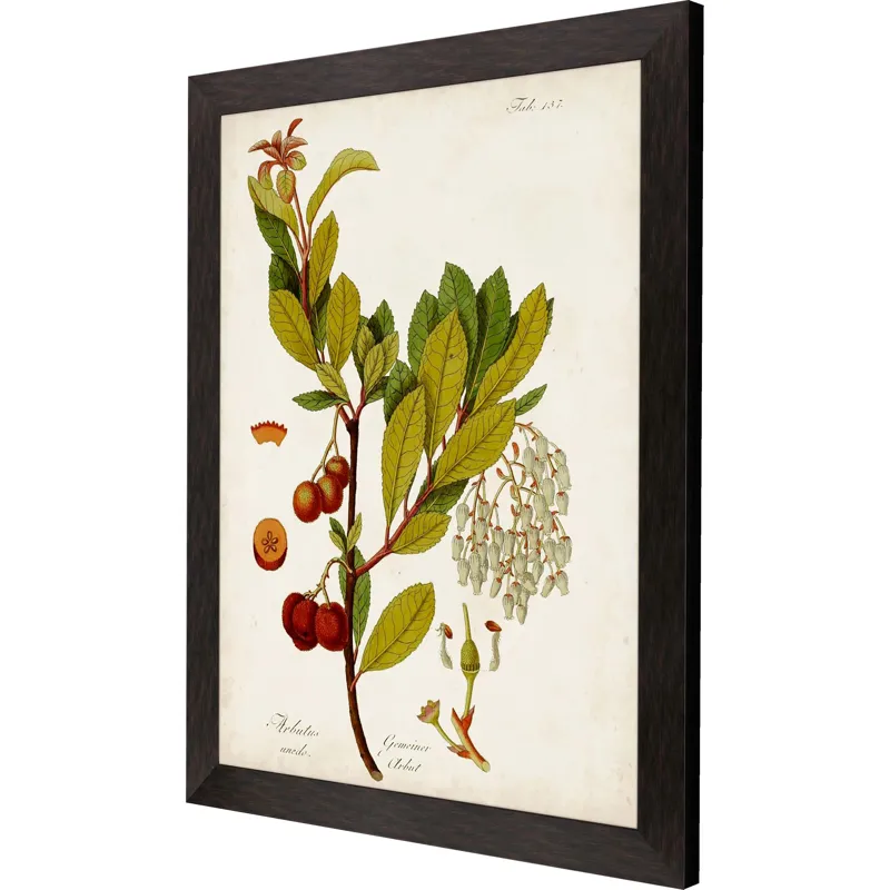 Antique Greenery III Framed Art
