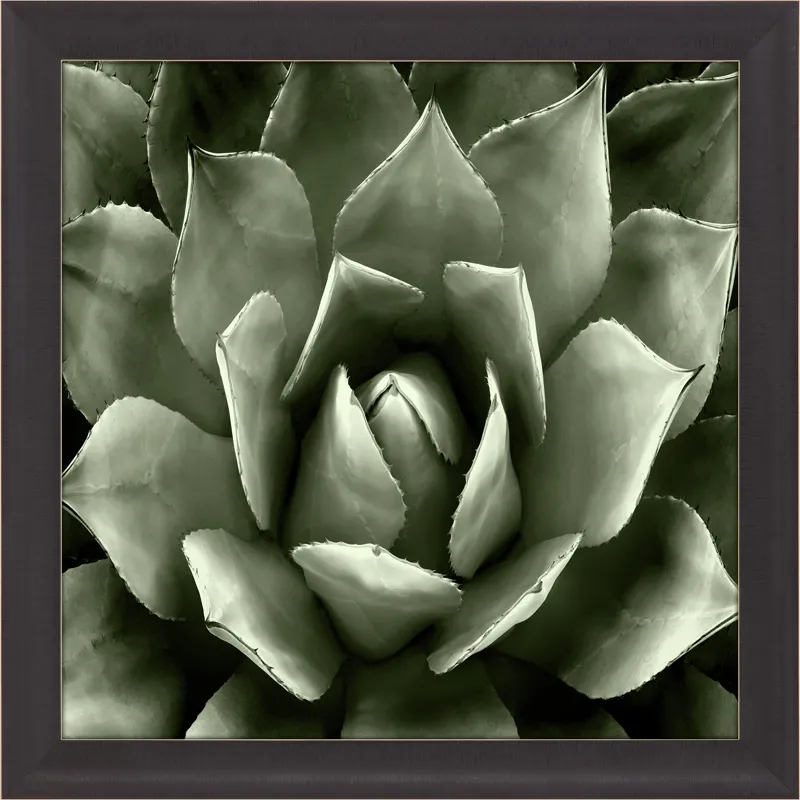 Green Succulent II Framed Art