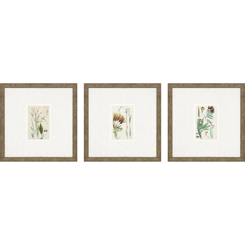Antique Botanical I S/3 Framed Art