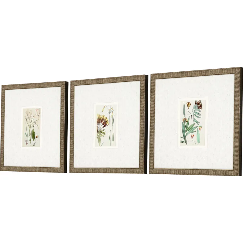 Antique Botanical I S/3 Framed Art