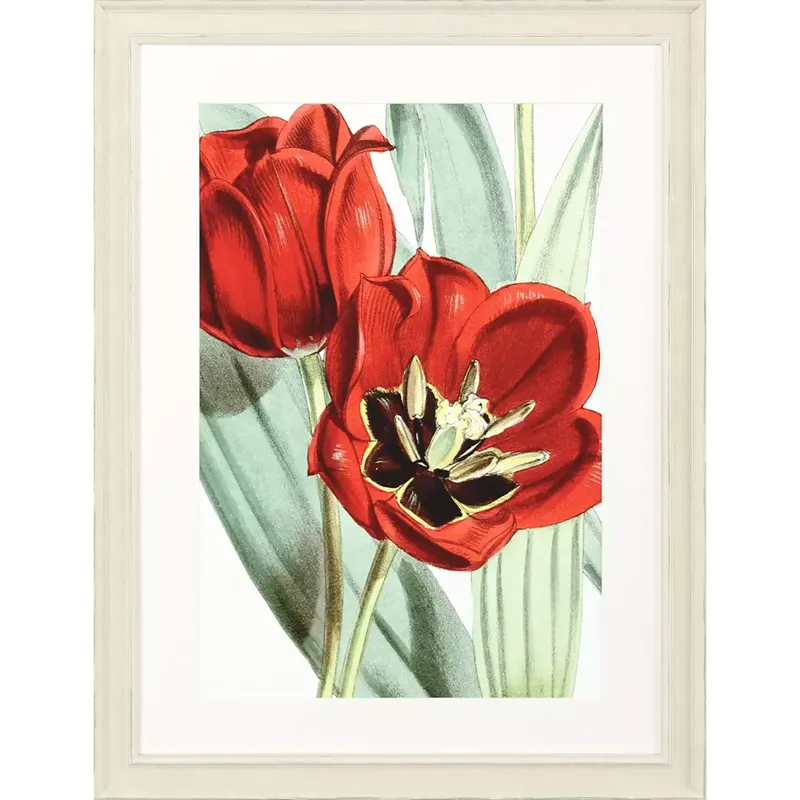 Tulipa Undulatifolia Framed Art
