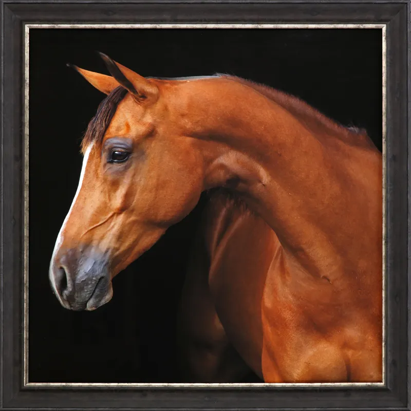 Jack the Horse Framed Art