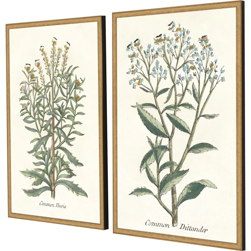 Botanical Plants I S/2 Framed Art