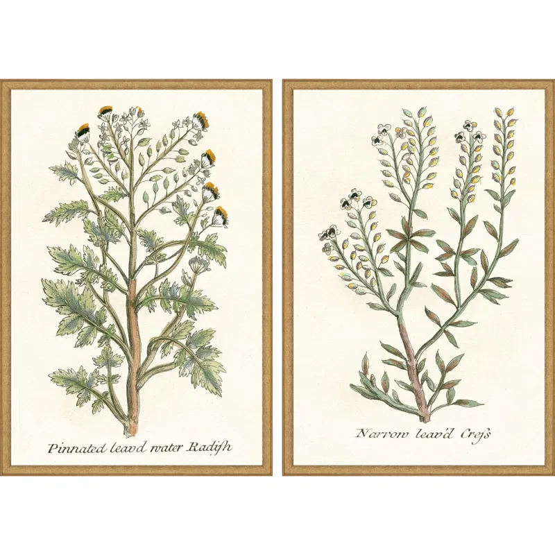 Botanical Plants II S/2 Framed Art