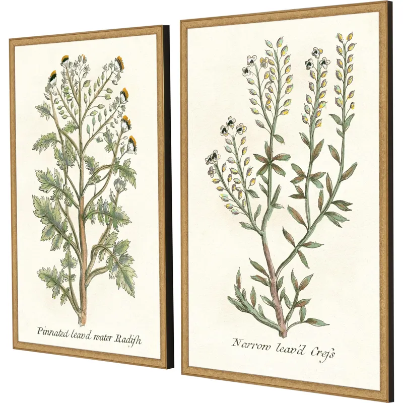 Botanical Plants II S/2 Framed Art