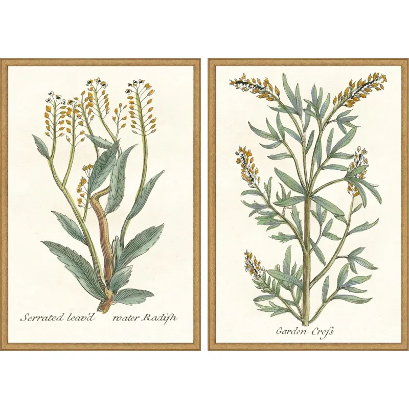 Botanical Plants III S/2 Framed Art