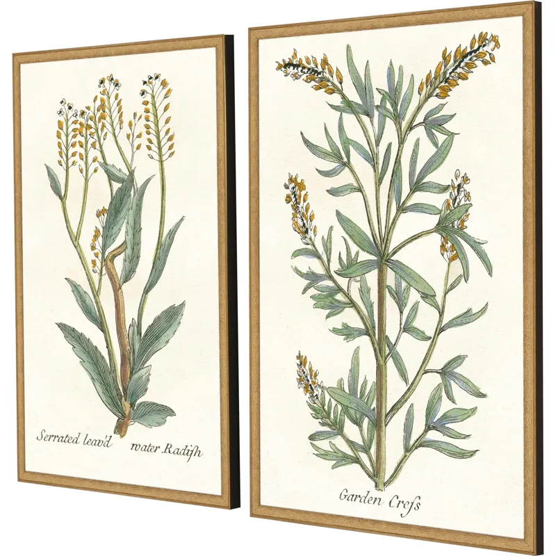 Botanical Plants III S/2 Framed Art