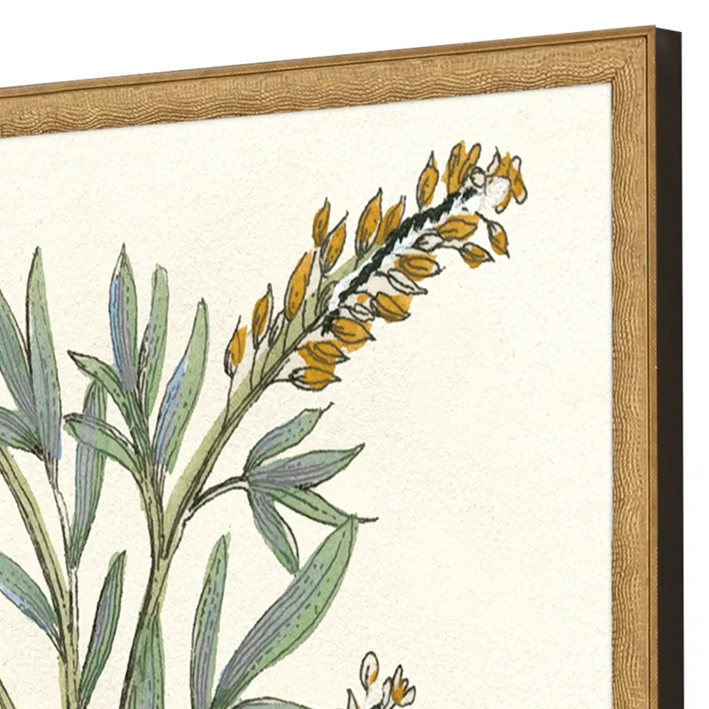 Botanical Plants III S/2 Framed Art