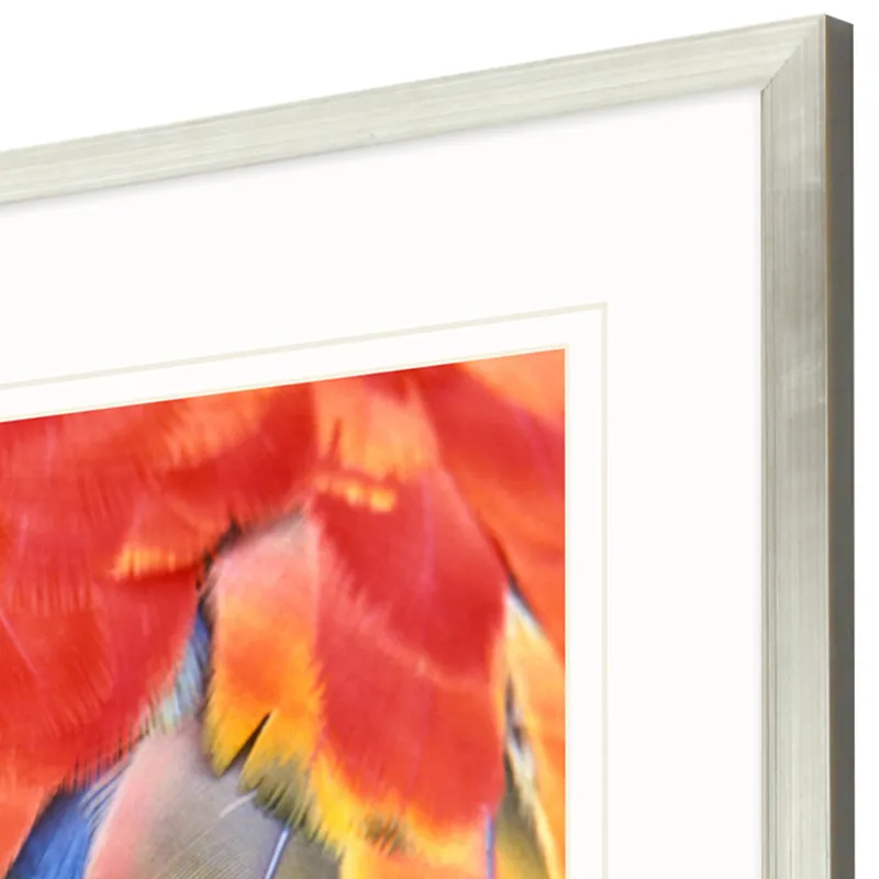Scarlet Macaw Framed Art