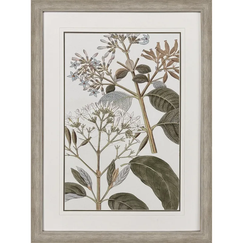 Flowering Botanical II - Framed Art