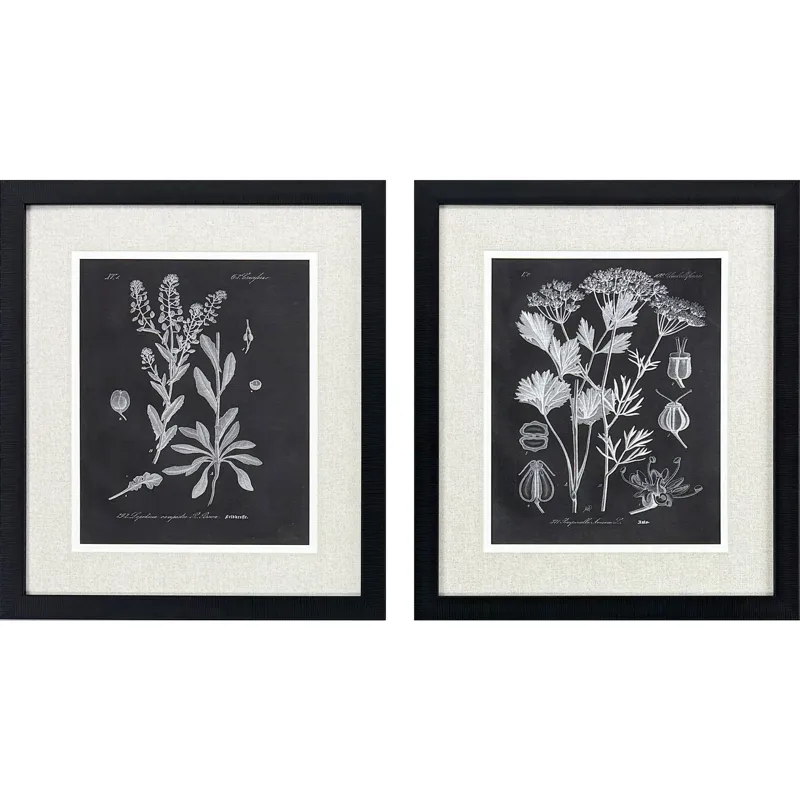 Mono Botanicasl II S/2 - Framed Art