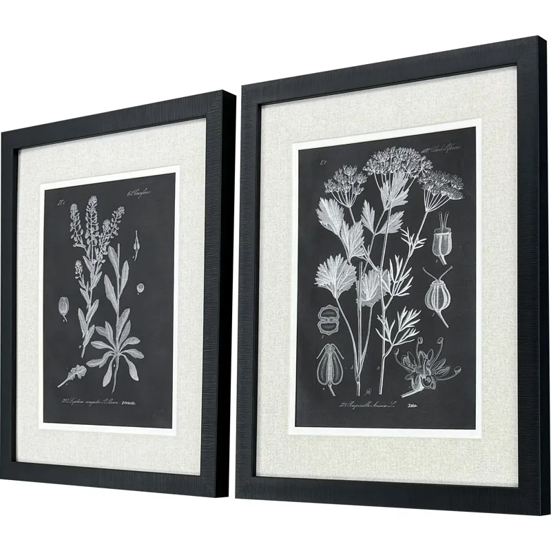 Mono Botanicasl II S/2 - Framed Art