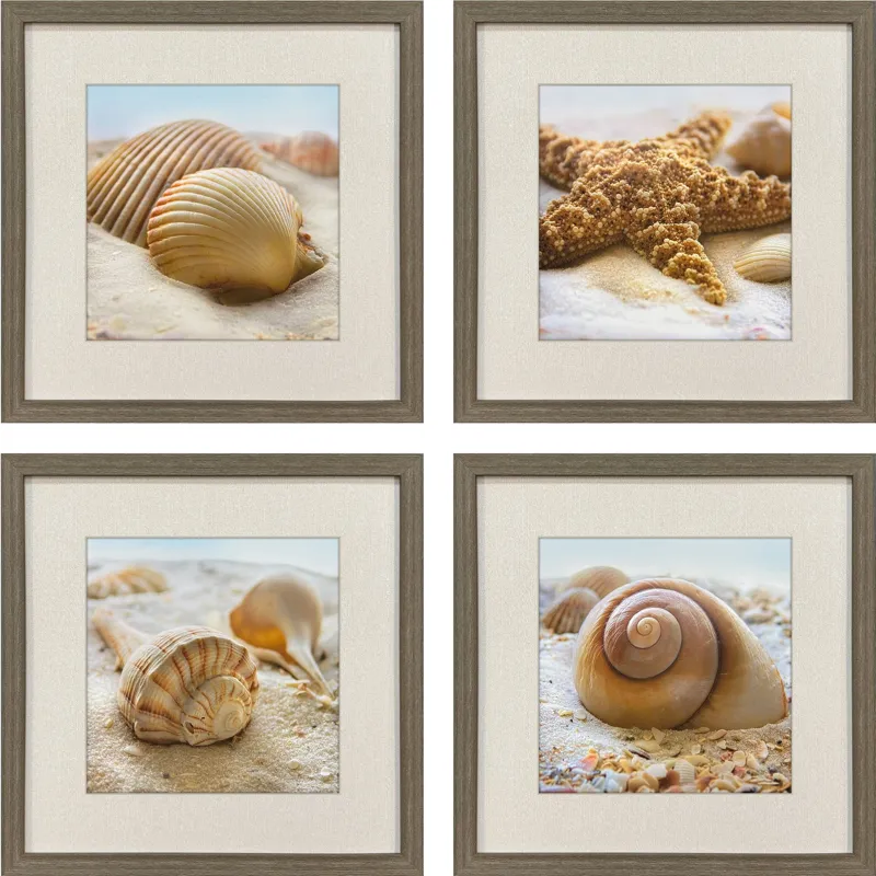 Beachy Shells S/4 Framed Art