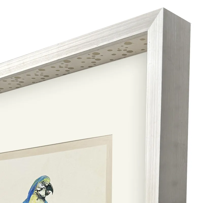 Treasure Parrot I Framed Art