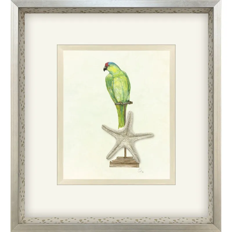 Treasure Parrot II Framed Art
