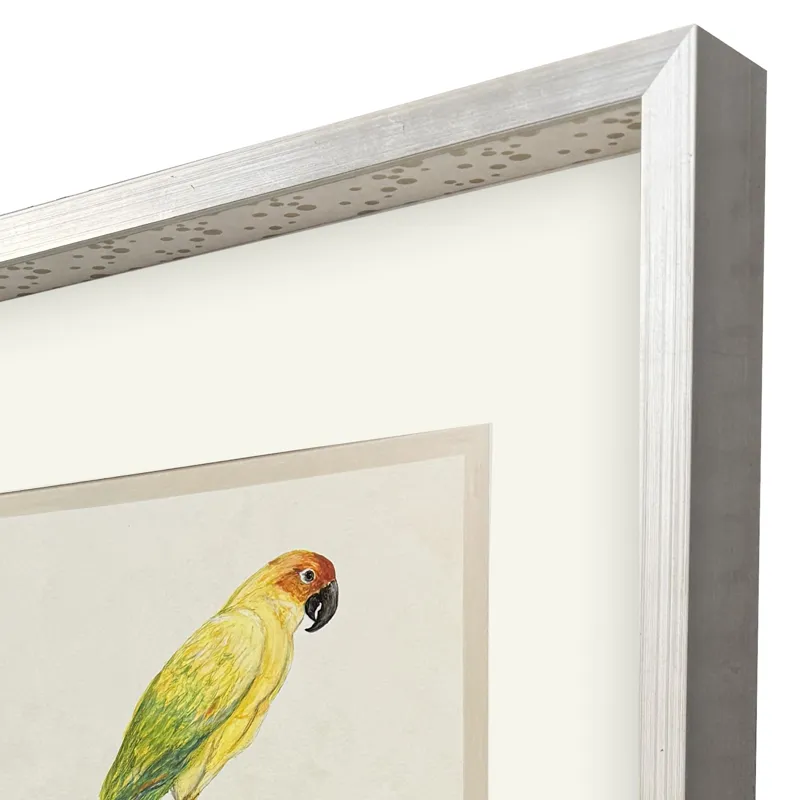 Treasure Parrot III Framed Art