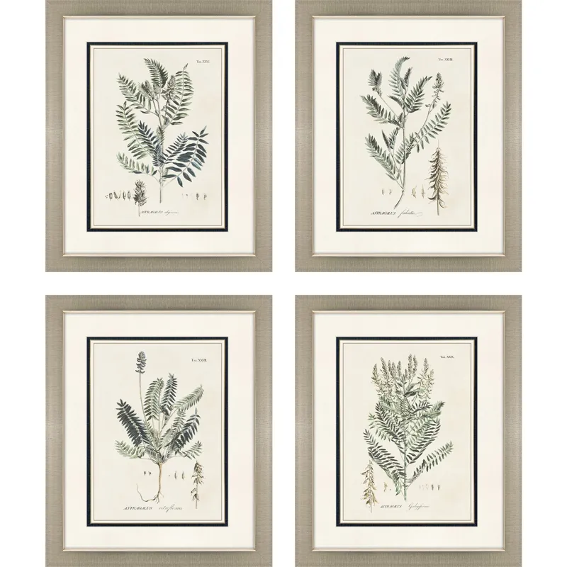 Astragalorum S/4 Framed Art