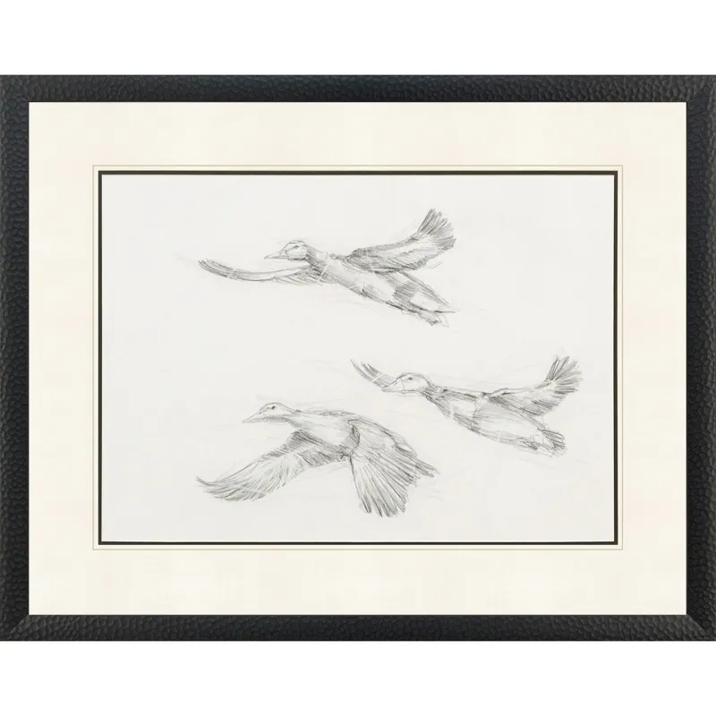 Mallard Duck Sketch II Framed Art
